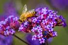 USA, Colorado, Fort Collins. Honey bee on verbena flowers. Art Print